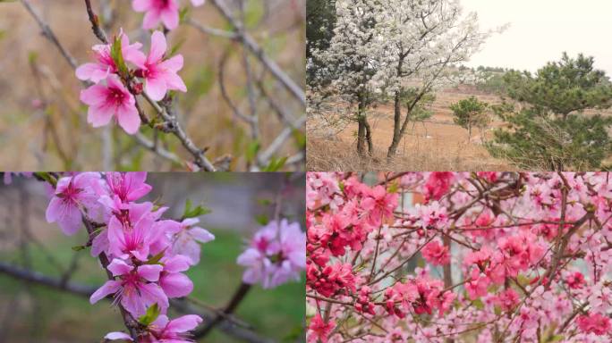 春暖花开，田野各种鲜花