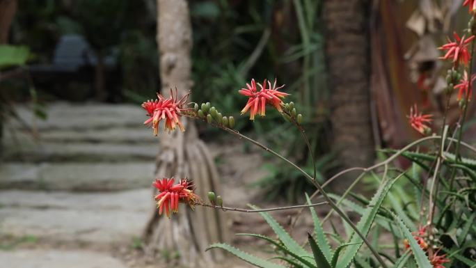 芦荟 花蕾 红花 果 叶 茎 植株 生境