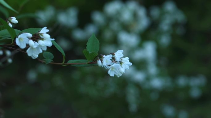 重瓣溲疏 花蕾 白花 叶 茎蔓 植株