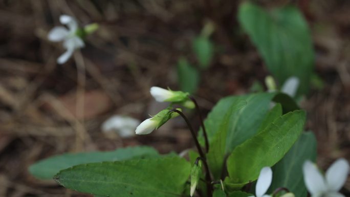 白花堇菜 花蕾 白花 叶 茎 植株 生境