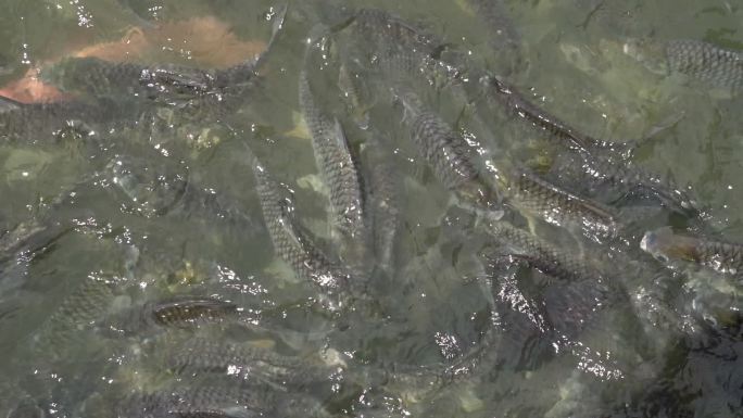 鱼的饲料鱼群鳊鱼河鲜丰收获