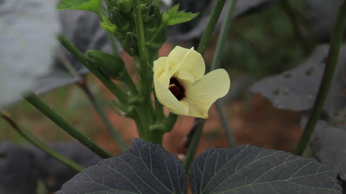 秋葵 花蕾 淡黄色花 果实 叶 茎 植株