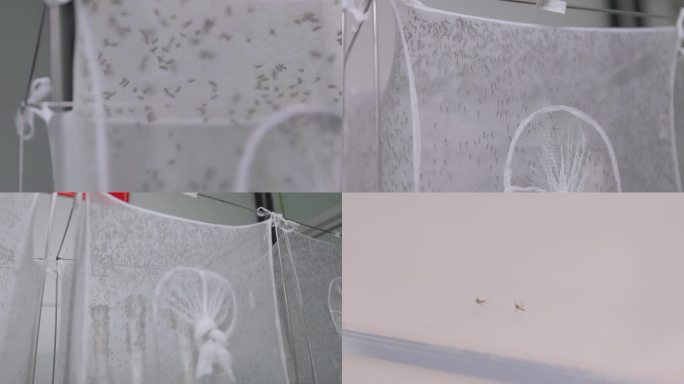 灭虫实验、蚊虫培育实验