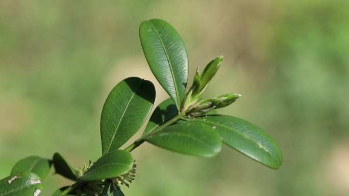 雀舌黄杨 花蕾 绿花 叶 茎 植株 生境