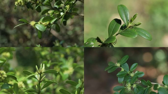 雀舌黄杨 花蕾 绿花 叶 茎 植株 生境