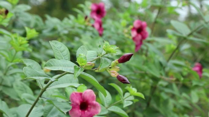 紫蝉 花蕾 紫红色花 叶 茎 植株 生境