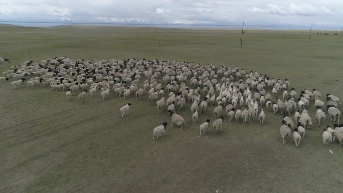 新疆羊群阿