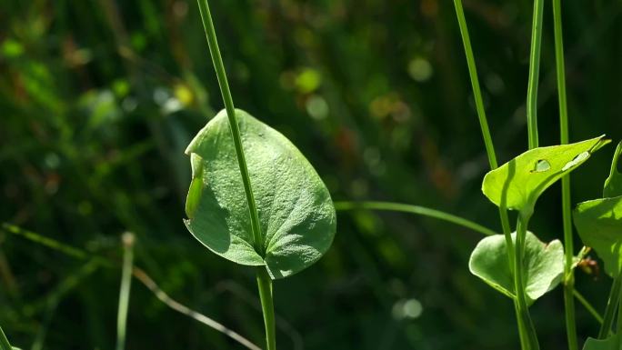 梅花草 白花 果 叶 茎 植株 生境