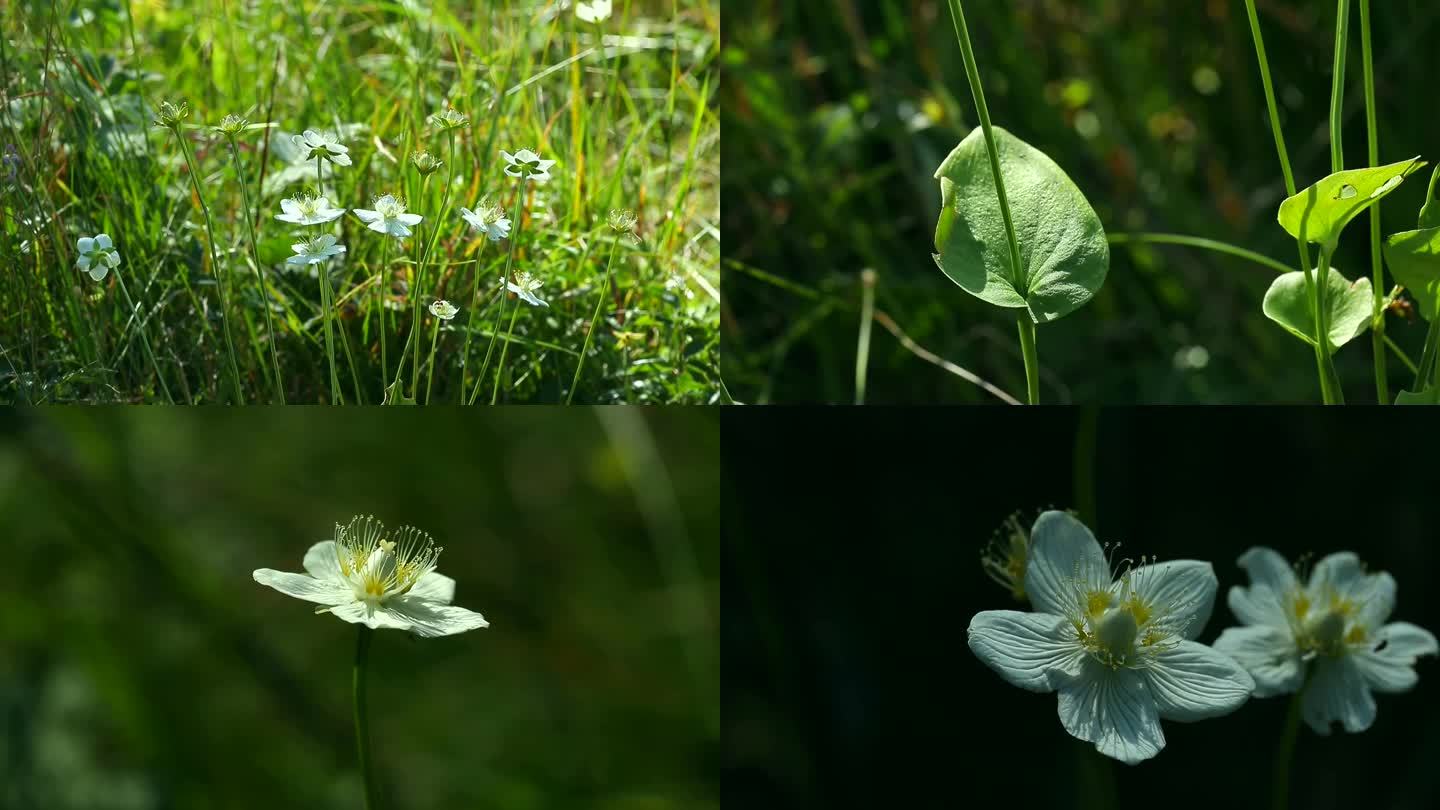 梅花草 白花 果 叶 茎 植株 生境