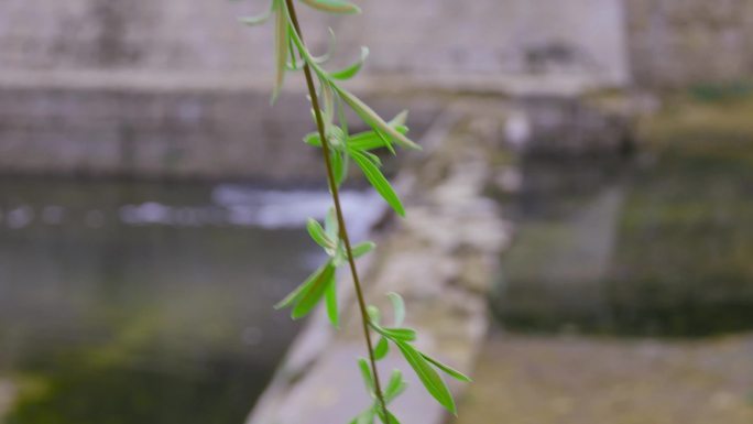 花红柳绿，春天意境