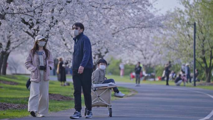 上海松江辰山植物园樱花(4)4K50帧