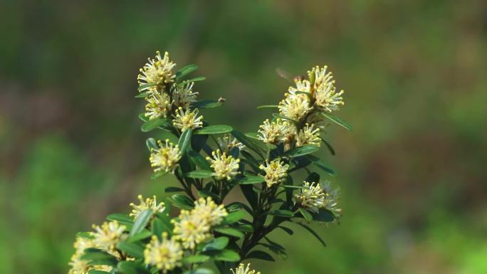 黄杨 花蕾 白花 果 叶 茎 植株 生境