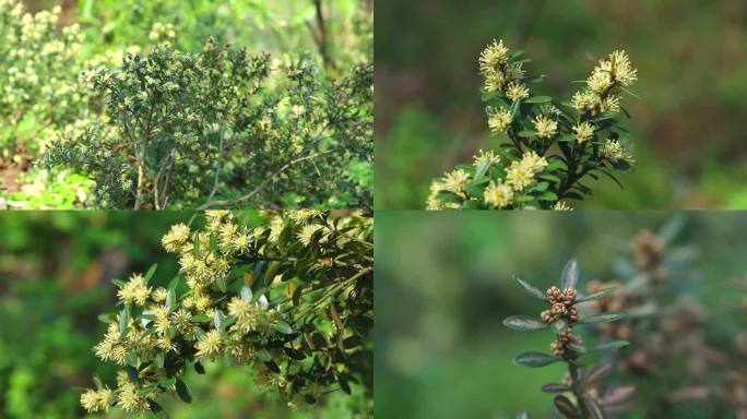 黄杨 花蕾 白花 果 叶 茎 植株 生境