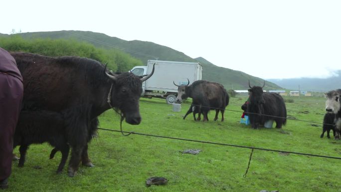 原生态草原牧场