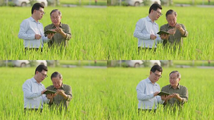 研究水稻的专家