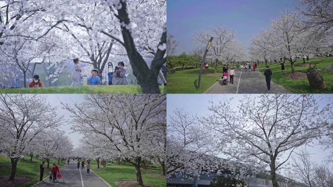 上海松江辰山植物园樱花(全)4K50帧