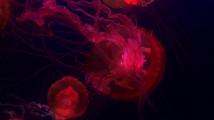 不断运动的太平洋海荨水母
