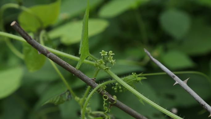 刺果瓜 花蕾 绿花 果 叶 茎蔓 植株