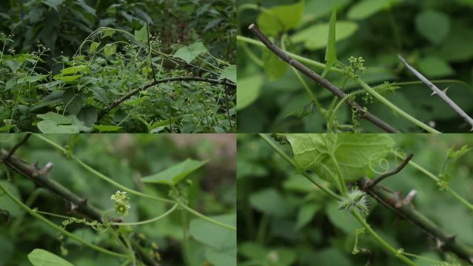 刺果瓜 花蕾 绿花 果 叶 茎蔓 植株