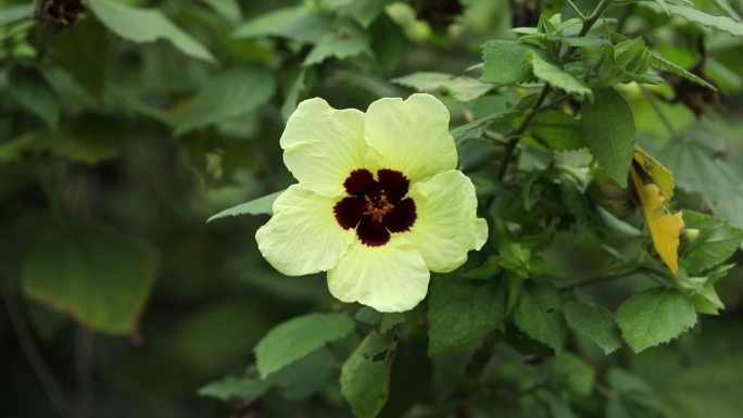 黄葵 花蕾 黄花 果实 叶 茎 植株