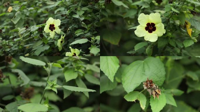 黄葵 花蕾 黄花 果实 叶 茎 植株