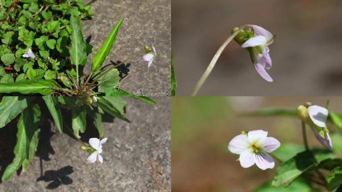 戟叶堇菜  白花 叶 茎 植株 生境