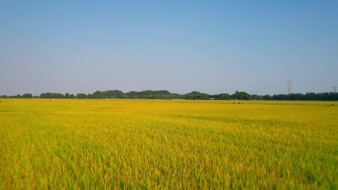 农村稻田粮食问题水稻有机大米