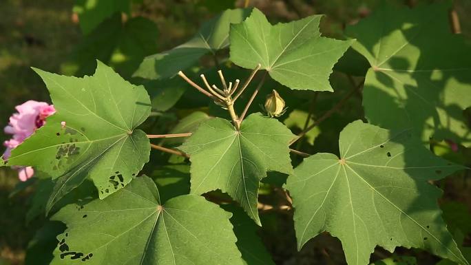 木芙蓉花 蕾 粉色花 叶 茎 植株 生境