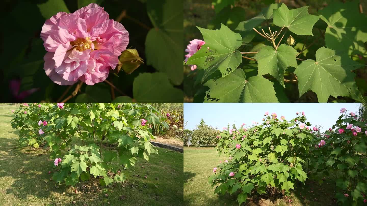 木芙蓉花 蕾 粉色花 叶 茎 植株 生境