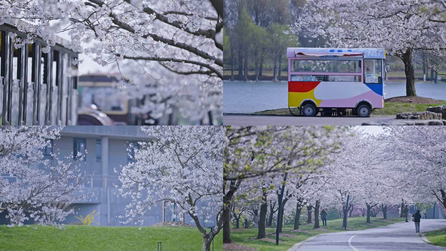 上海松江辰山植物园樱花(5)4K50帧
