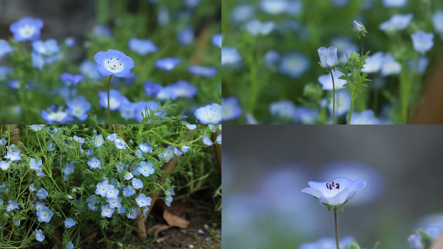 罂粟葵 蕾 淡蓝色花 叶 茎 植株 生境