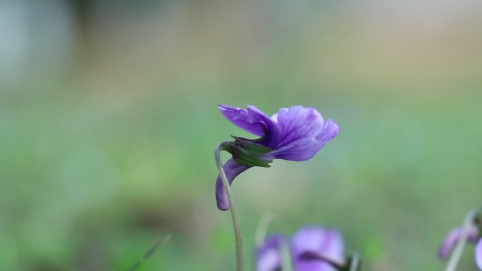 紫花地丁 花蕾 紫色花 果 种子 叶 茎