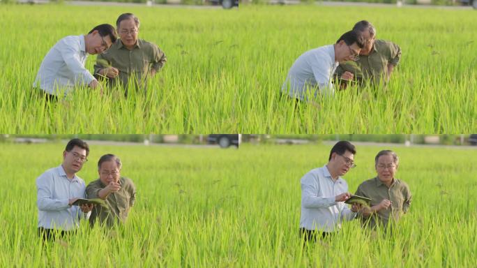 水稻试验