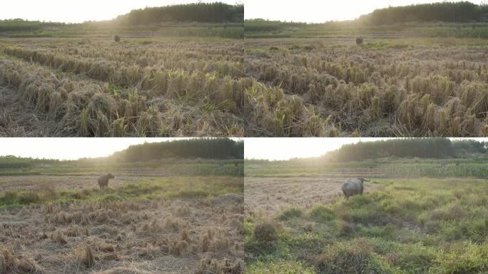 牛 水牛 稻田上的牛 南方的水牛田野