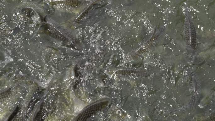 鱼的饲料人工养殖淡水鱼喂食投食