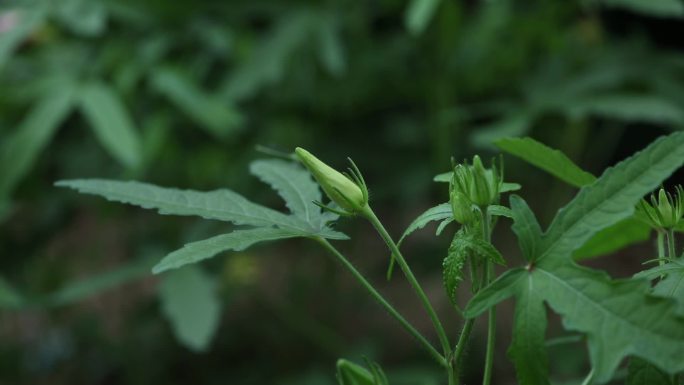 箭叶秋葵 花蕾 红花 果实 叶 茎 植株