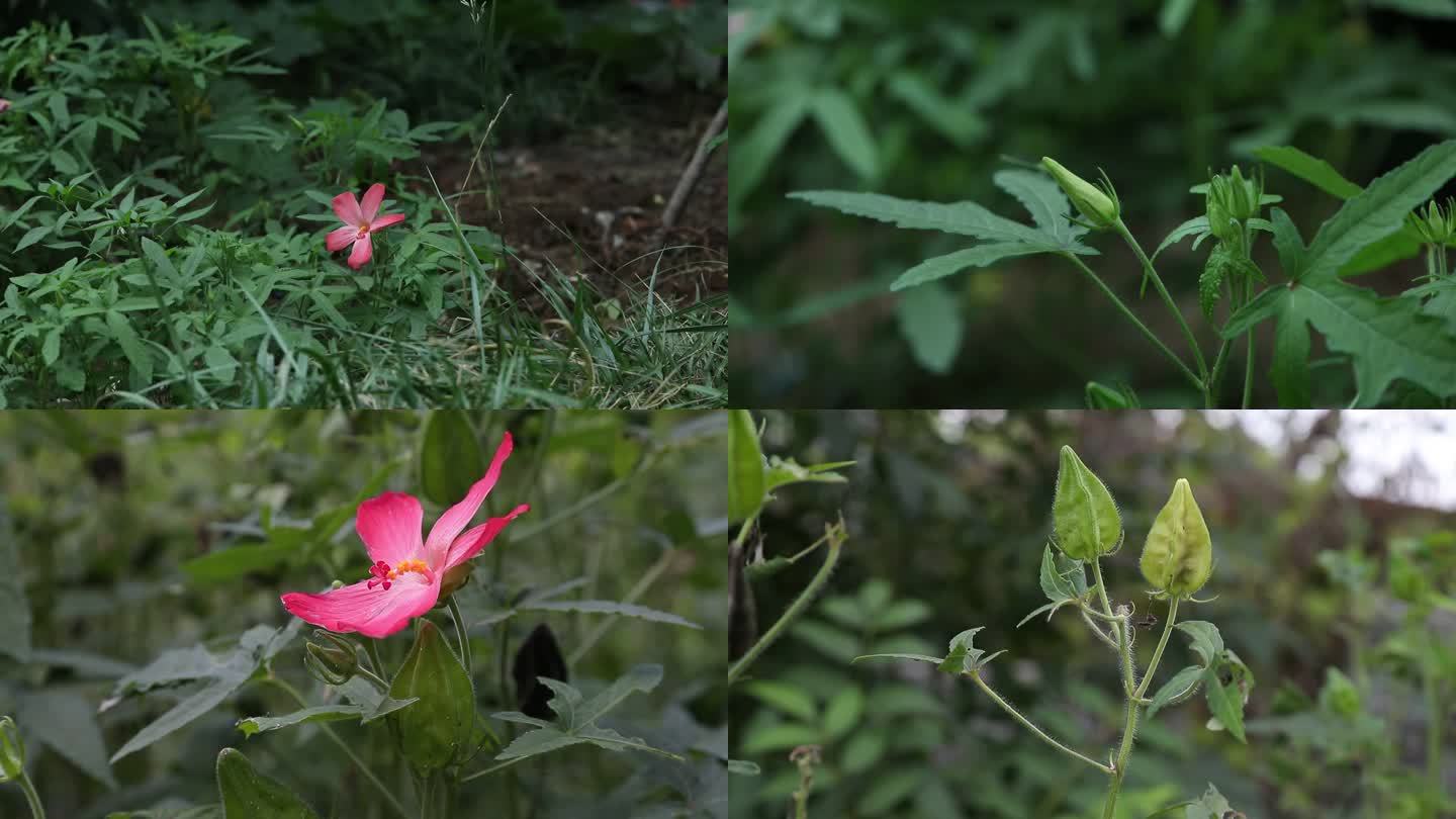 箭叶秋葵 花蕾 红花 果实 叶 茎 植株