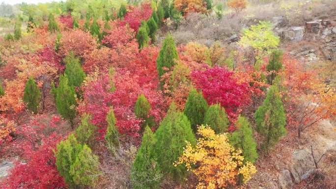 航拍枣庄凤凰绿道漫山遍野的红叶树