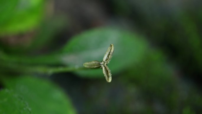 七星莲 果实 绿果 叶 茎 植株 生境