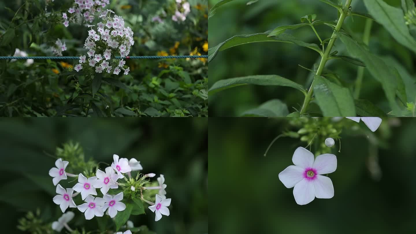 天蓝绣球 花蕾 白花 叶 茎 植株 生境