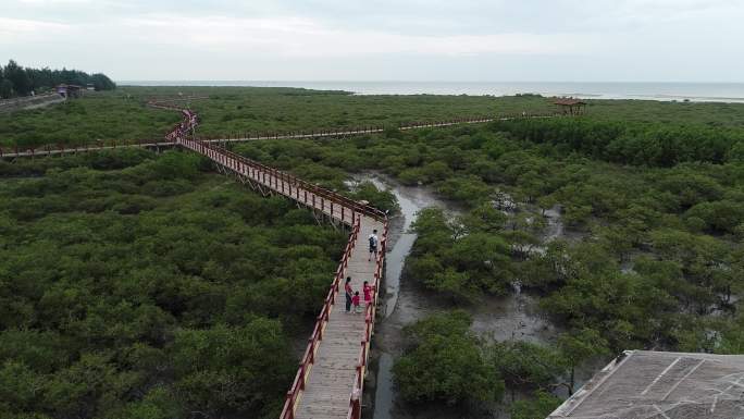 北海红树林 金海湾红树林 红树林 红树林