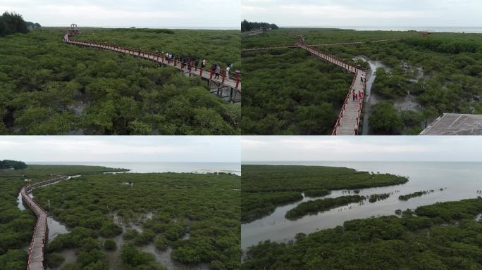 北海红树林 金海湾红树林 红树林 红树林