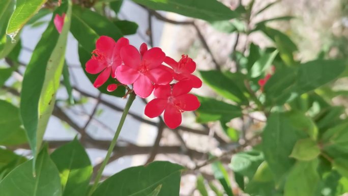 红色花卉琴叶珊瑚与蜜蜂
