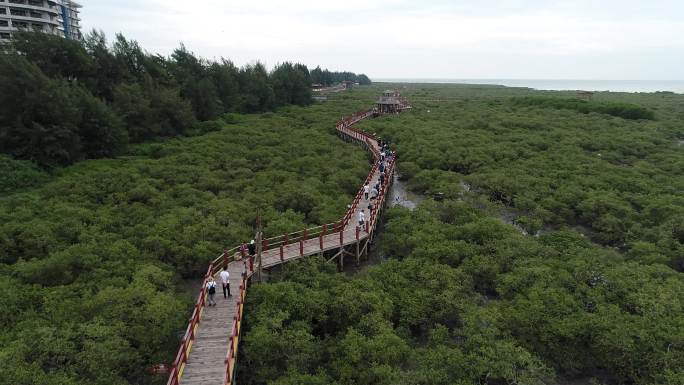 北海红树林 金海湾红树林 红树林 红树林