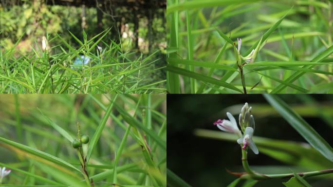 高良姜 蕾 白花 果 叶 茎 植株 生境