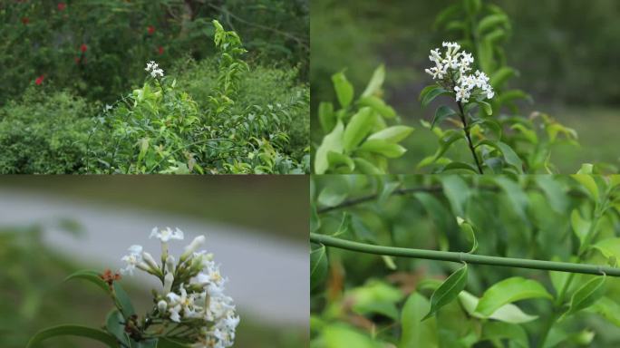 山橙 花蕾 白花 绿果 叶 茎 植株