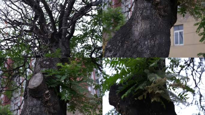 儿时记忆家乡的香椿树