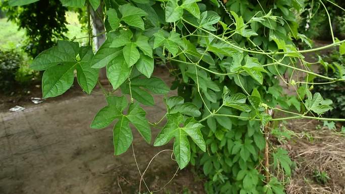 木鳖子 蕾 黄花 果 叶 茎蔓 植株