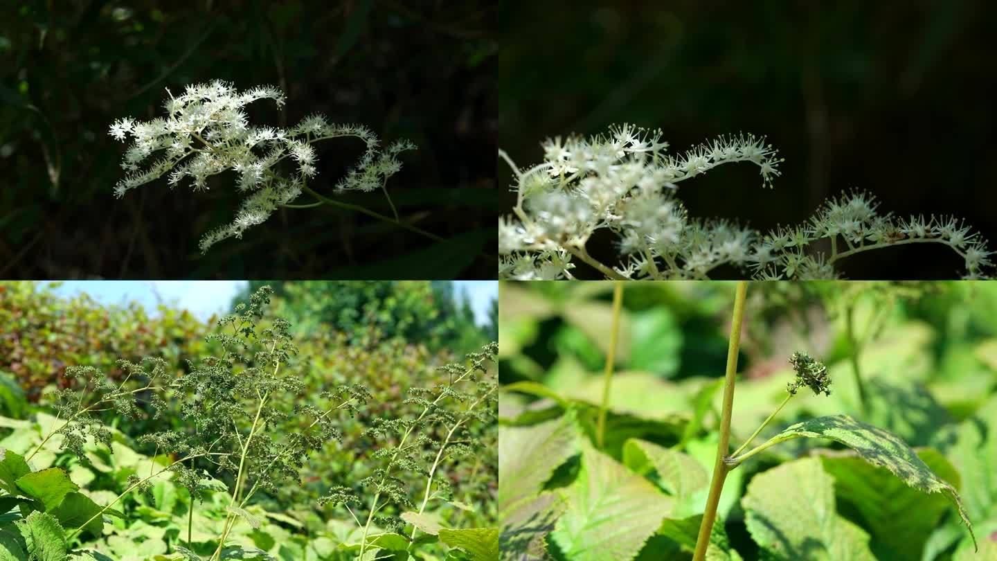 七叶鬼灯檠 白花 果 叶 茎 植株 生境