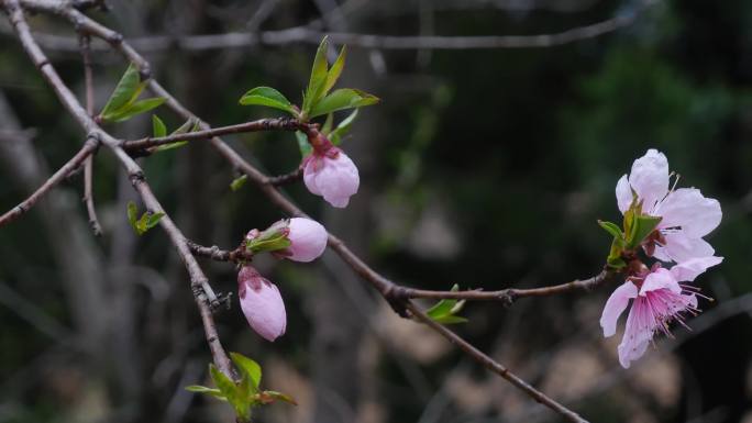 桃花开，春天田野桃园